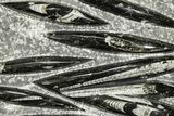 Polished Fossil Orthoceras (Cephalopod) Plate - Morocco #359672-1